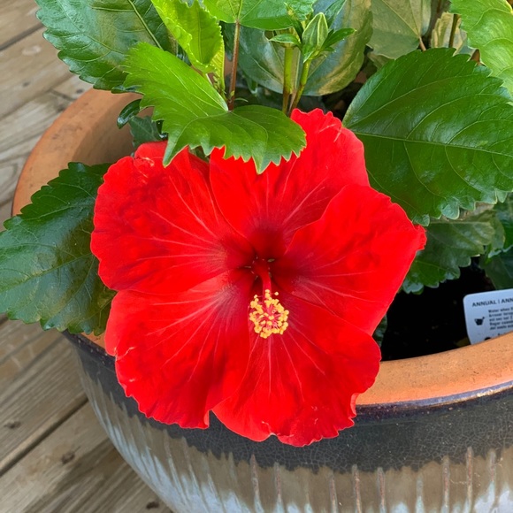 Meet your Posher, Gia - Picture 1 of 1